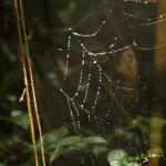 spider web