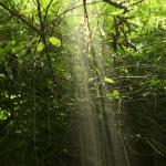 Ray of Light