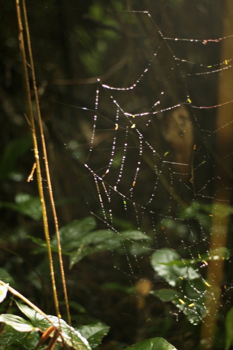 spider web